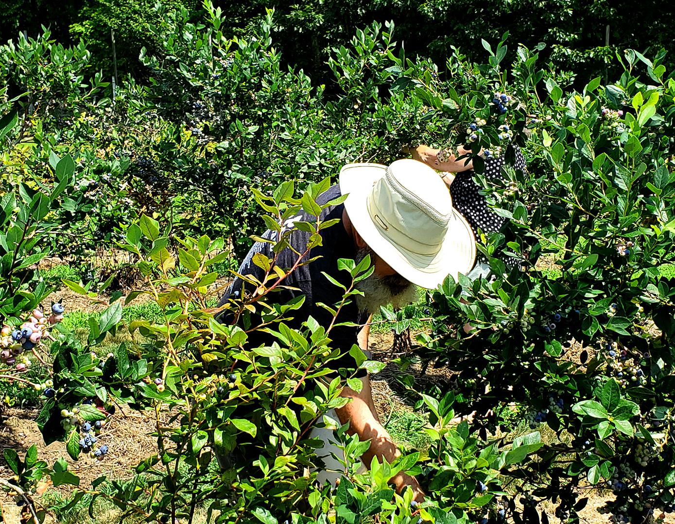 Ellsworth Orchard and Berry Farm Shadowfax on the Road