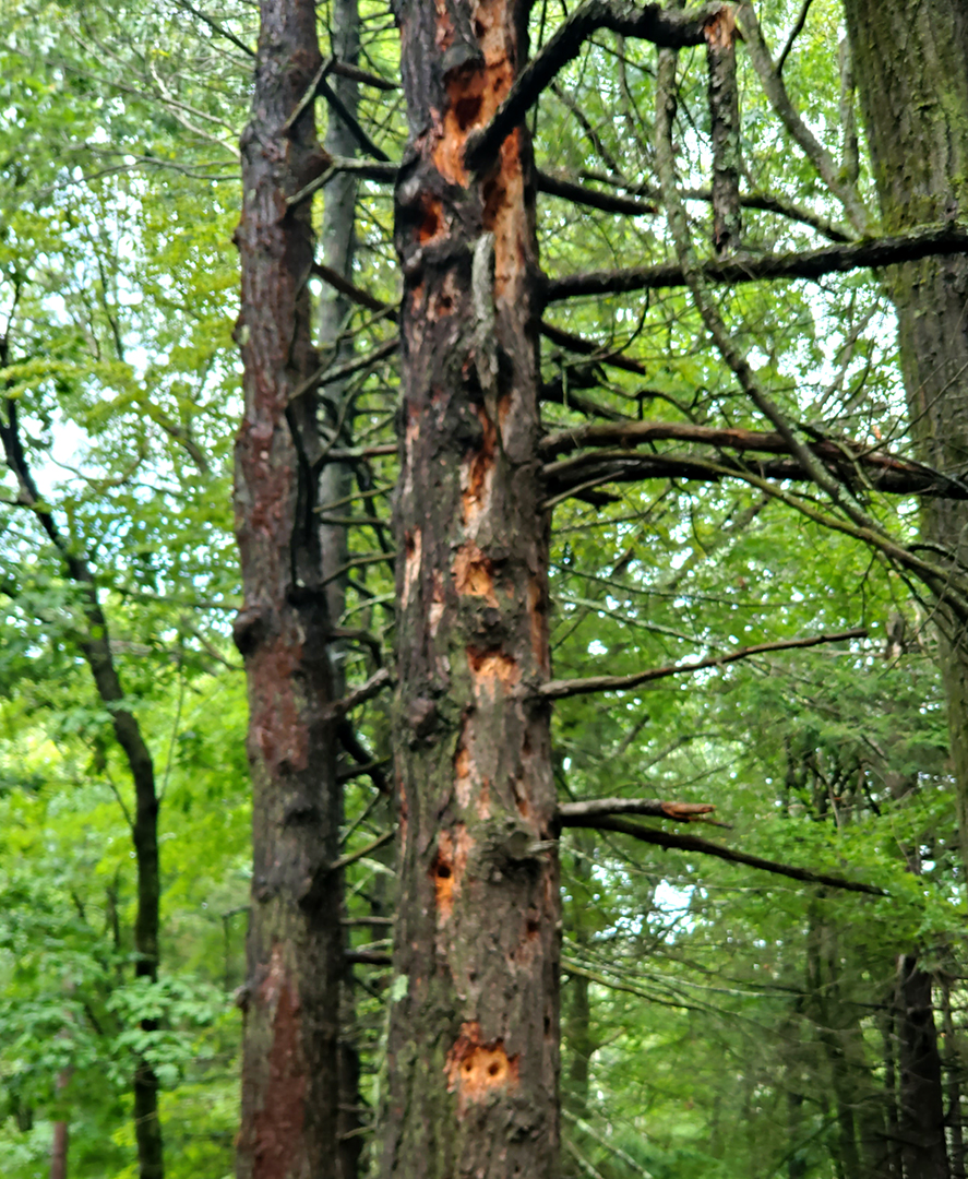 Mount Tom State Preserve Shadowfax on the Road
